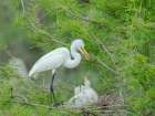 Great egret with chicks in nest, Smith Oaks Sanctuary, Texas. Art Print